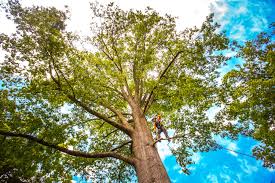 Best Weed Control  in Singac, NJ