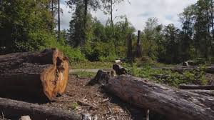 Best Lot and Land Clearing  in Singac, NJ