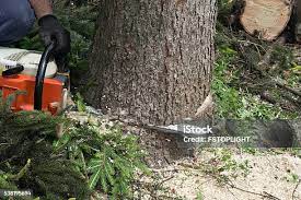 Best Commercial Tree Services  in Singac, NJ