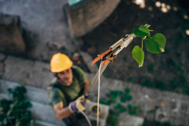 Best Tree Trimming and Pruning  in Singac, NJ