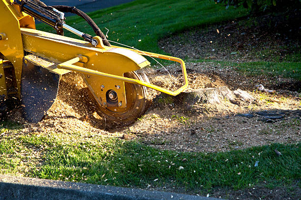 Best Lawn Maintenance Plans  in Singac, NJ