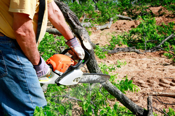 Best Root Management and Removal  in Singac, NJ